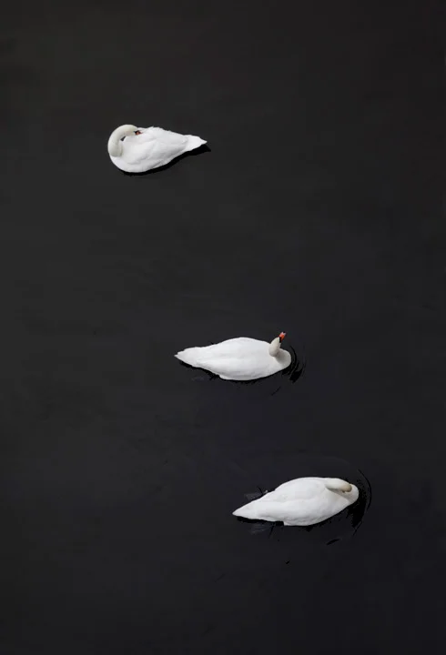 Swan_5320 copy.jpg