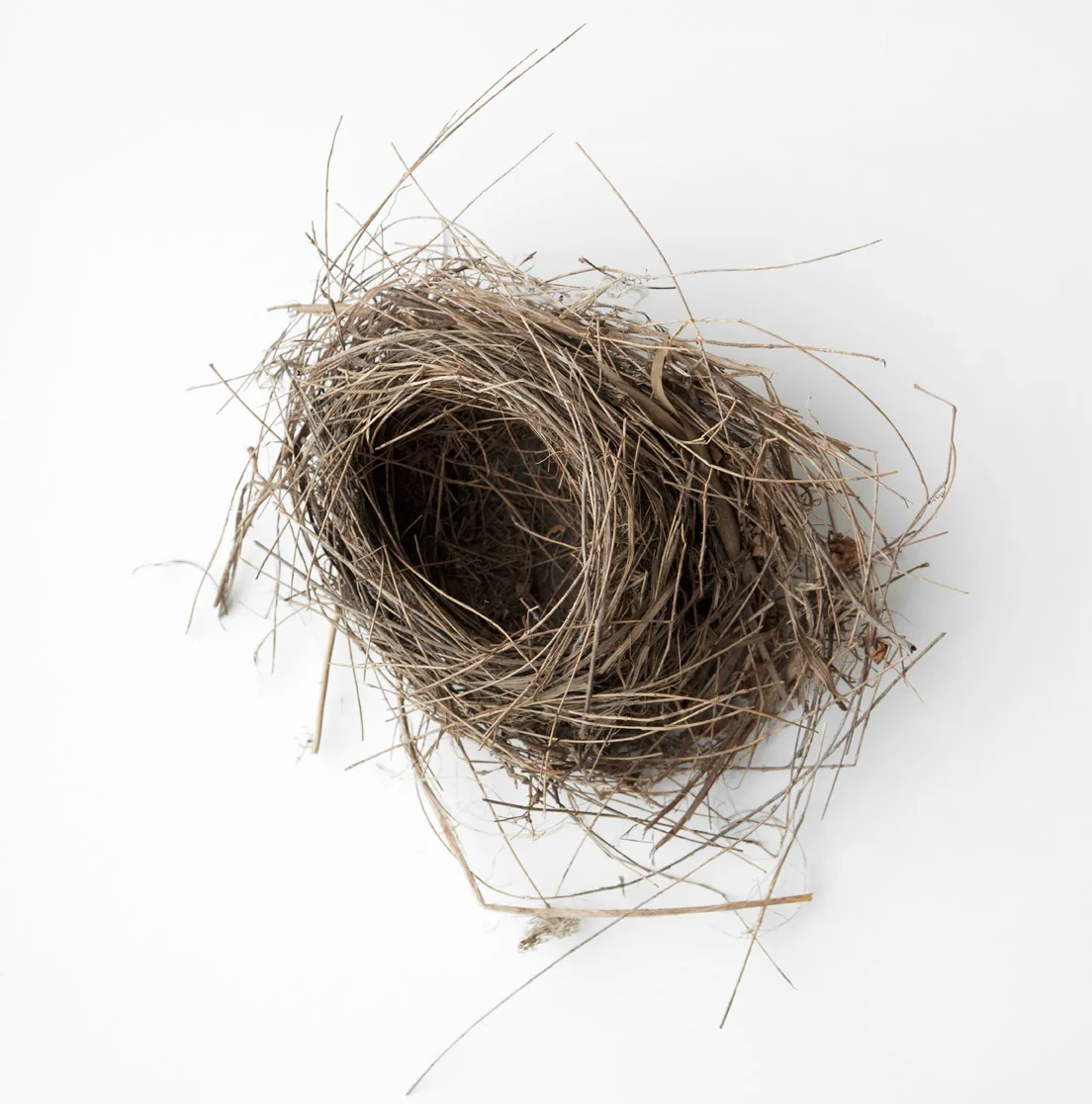 Nest-2569 copy.jpg
