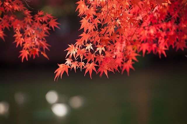 Autumn Leaves.
#favoritetimeoftheyear #autumn #autumnvibes🍁 #autumnpallate #japan #newengland #boston