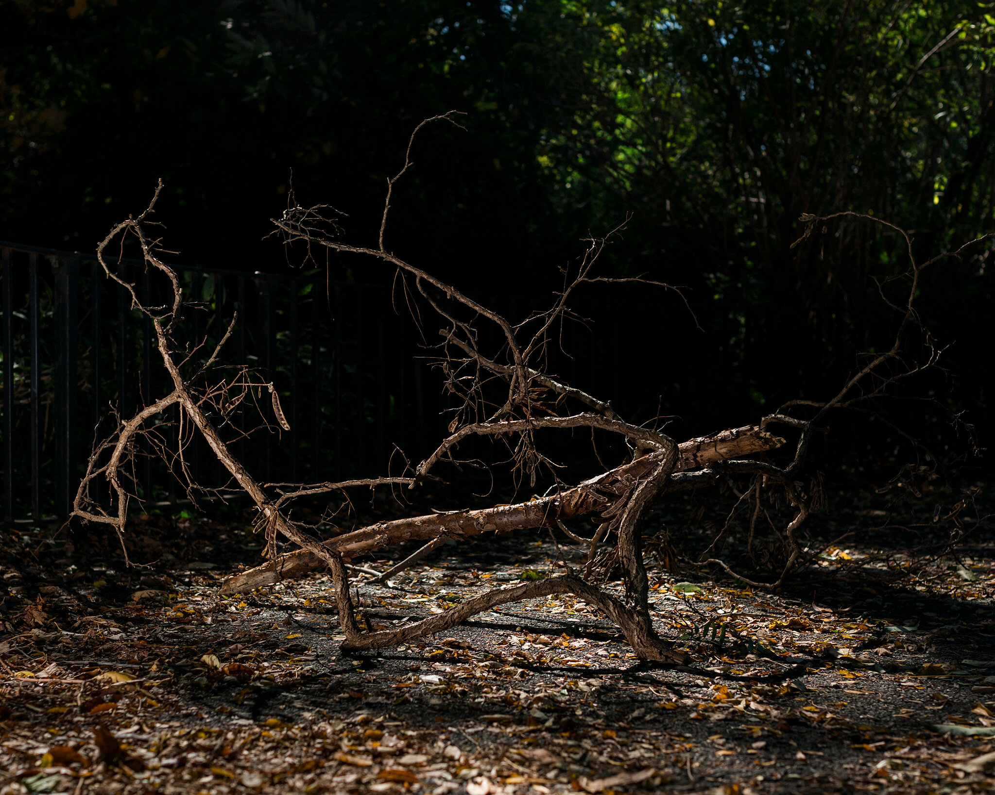 Far Apart by James Prochnik_The Fallen Branch As Sculpture_Y2A6862_45.jpg