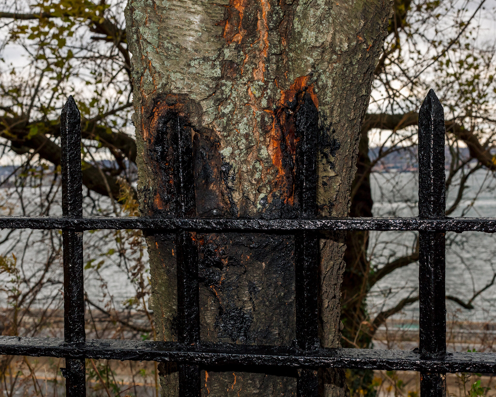 Far Apart by James Prochnik_The Wrought Iron Fence In The Tree_Y2A1678_45.jpg