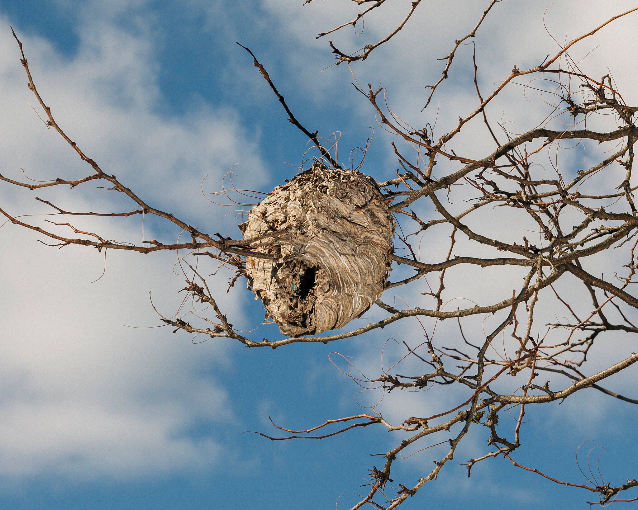 Far Apart by James Prochnik_The Wasp Nest_Y2A0807_45.jpg