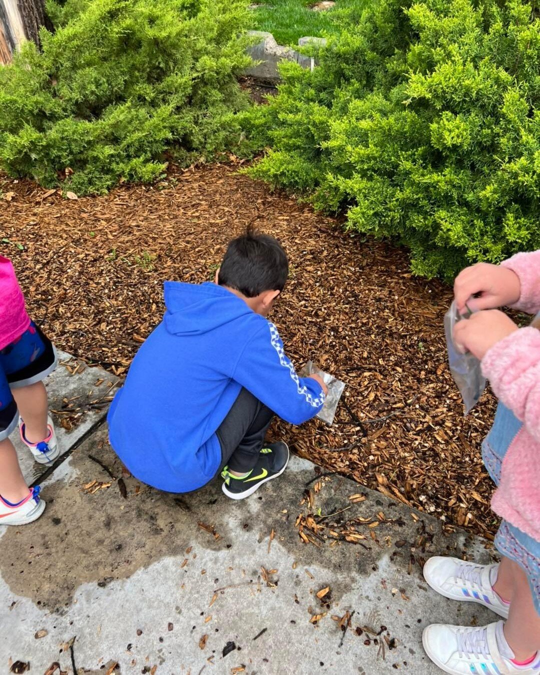 Thursday we had the pleasure of hosting Kindergarten for Kinder Bloom. Students experienced a nature walk collecting leaves, seeds, flowers and twigs. When possible we try to coordinate activities with what children are learning in the classroom. CES
