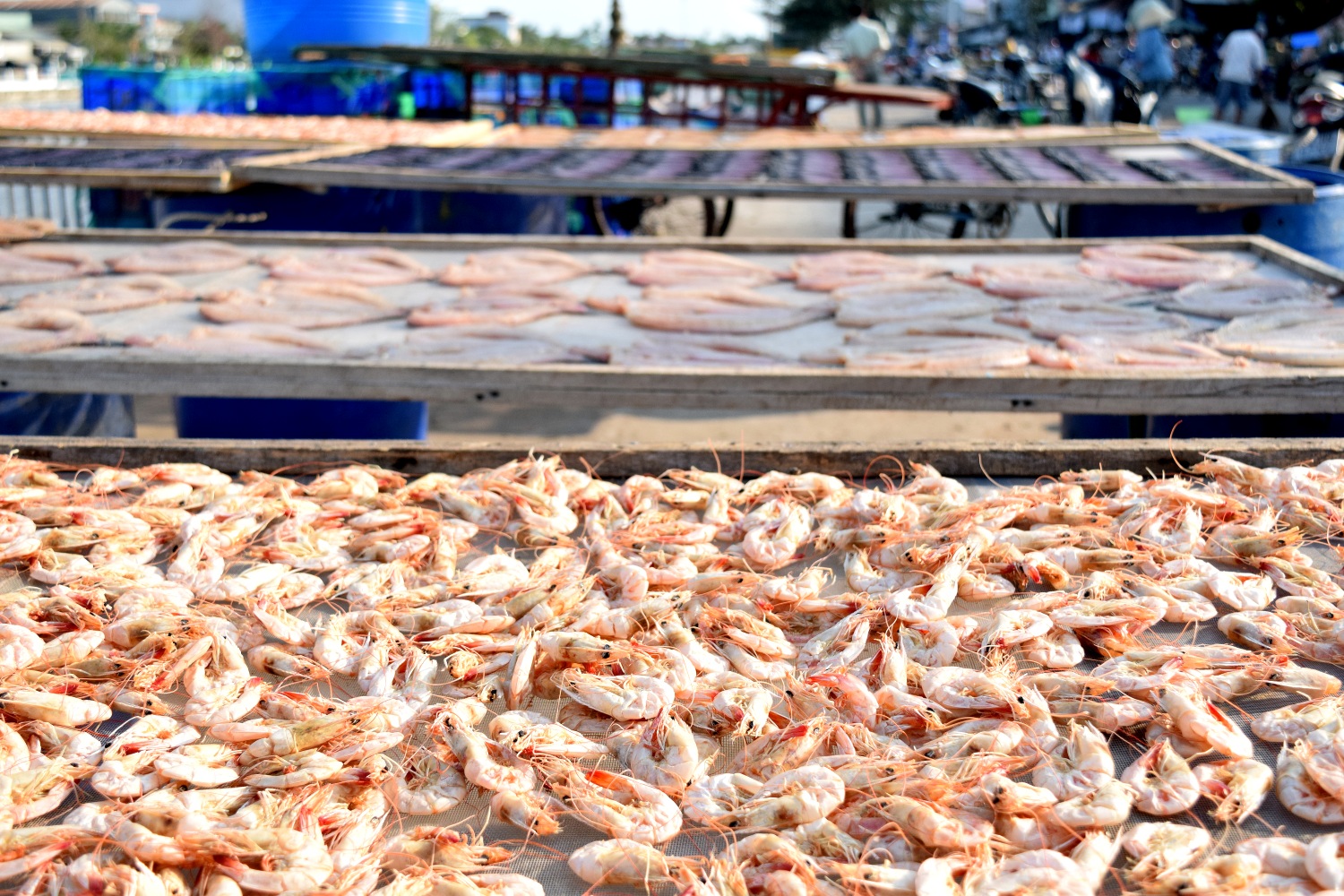 Shrimp in Tra Vinh