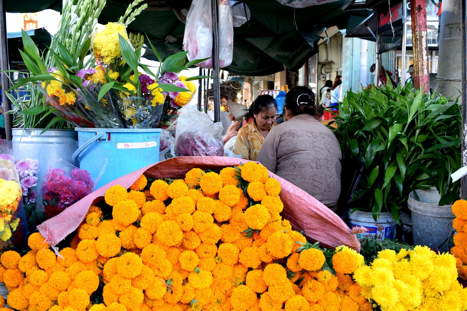 Flowers somewhere between Saigon and Mui Ne