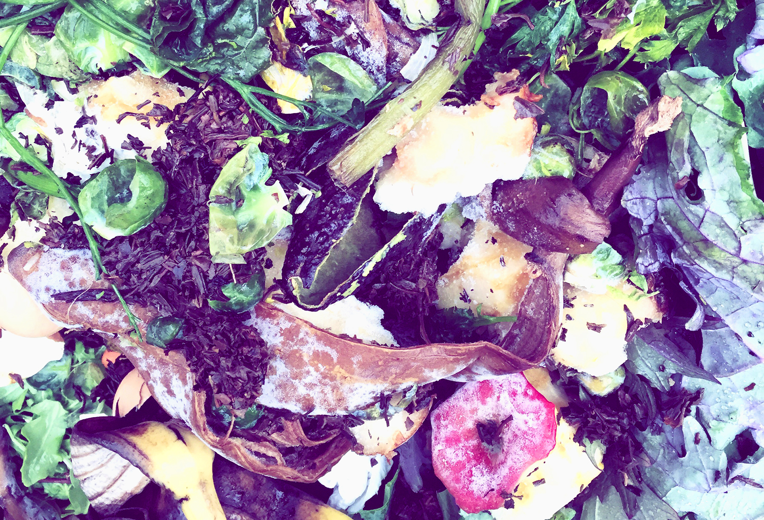 Compost being collected at the NYC Union Square Greenmarket.