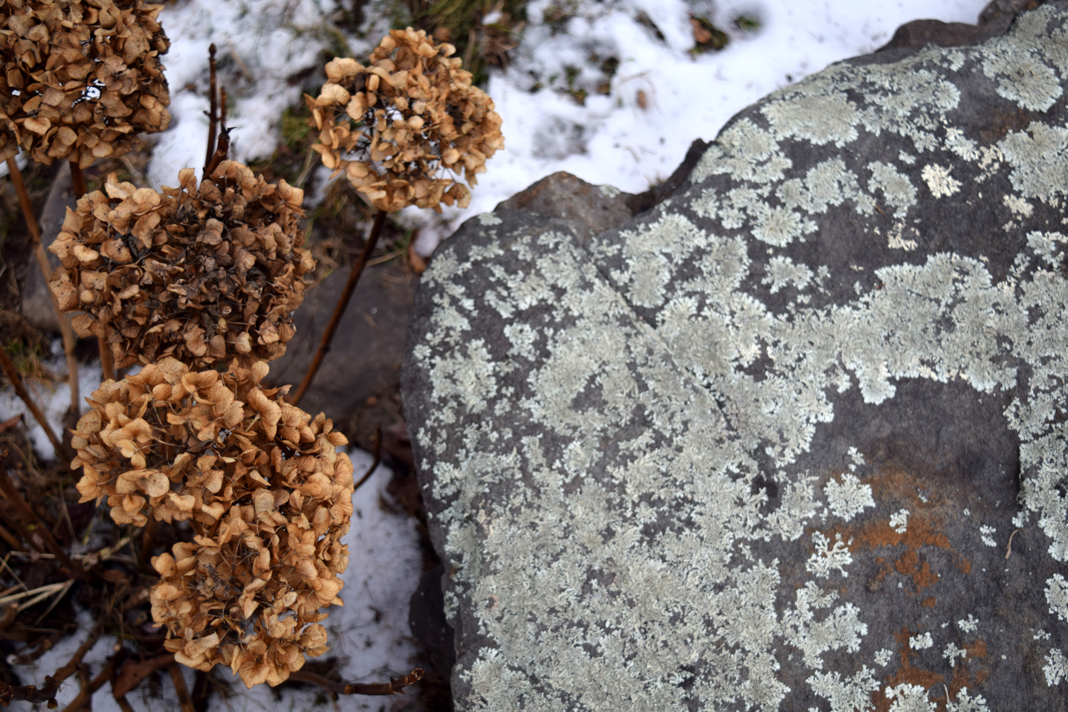 Photo by Faye Lessler of Sustaining Life.