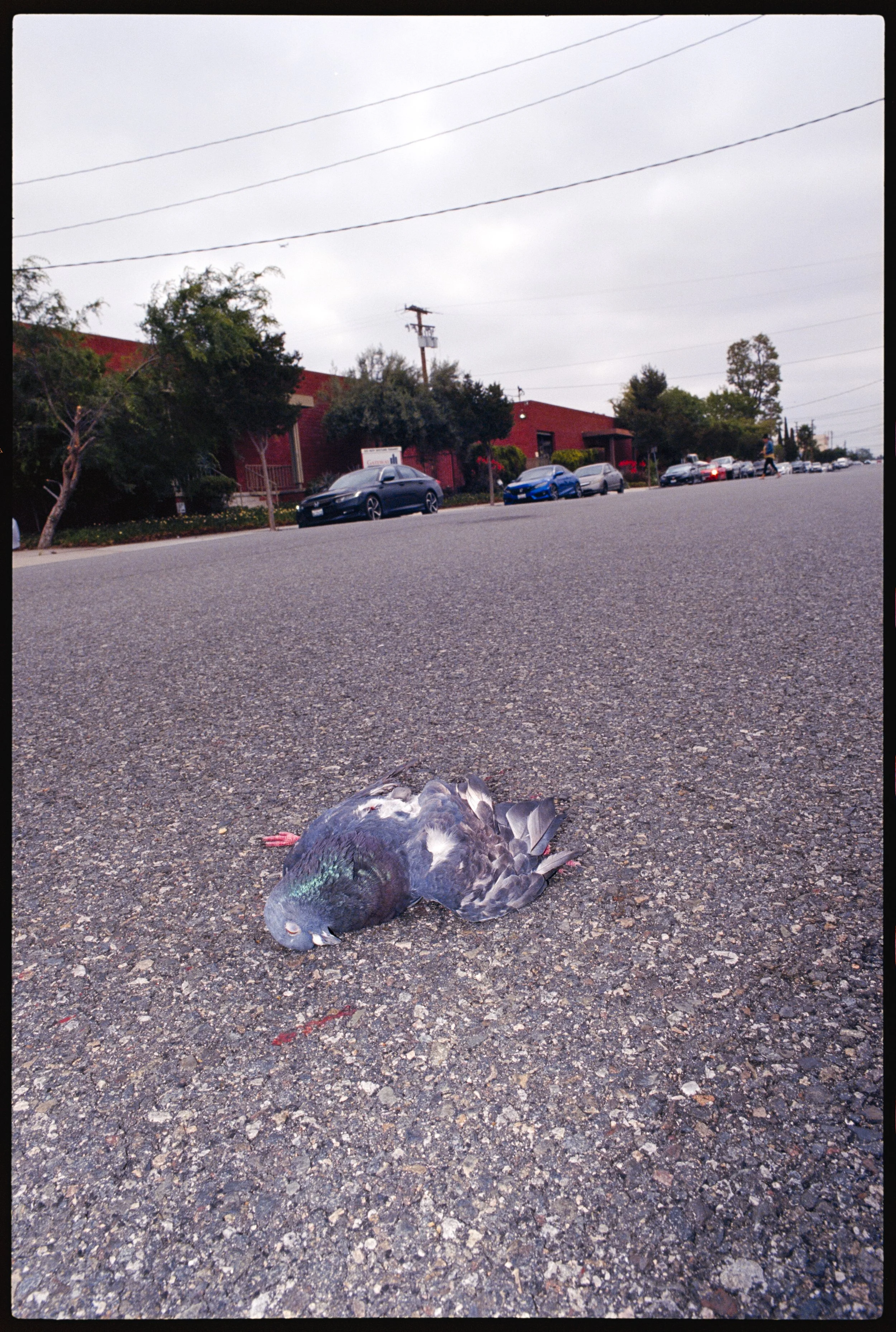 EKTAR 100 (21 of 37).jpg
