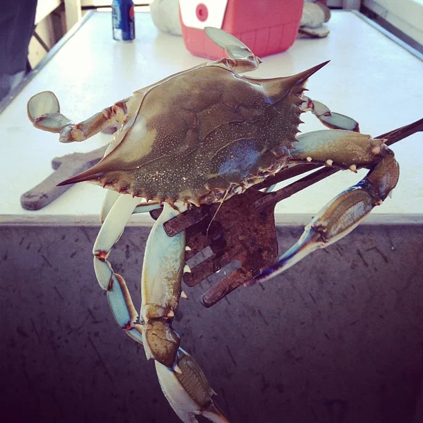 First Crab
