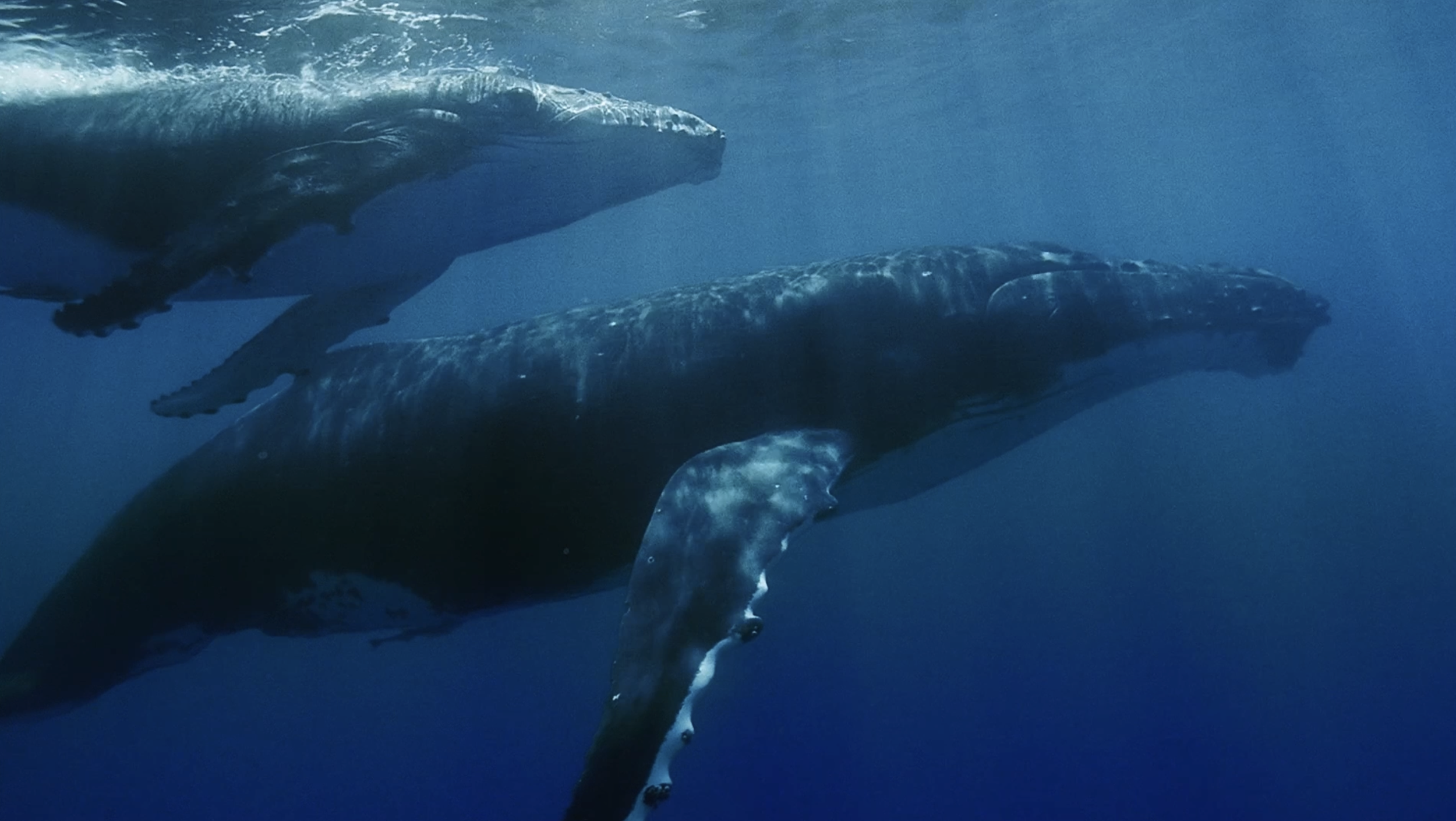 YOUTUBE PREMIUM - WHALES