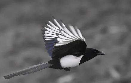 Marie T., Montréal, Canada