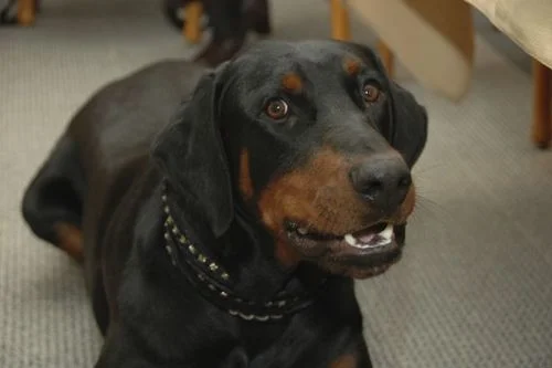 ....Prière d'un chien..A Dog's Prayer....