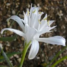 ....Impact J dans le bulletin du sanctuaire d'Espaly, France..Impact J has published in the &quot;St-Joseph of Good Hope&quot; Sanctuary newsletter, France....