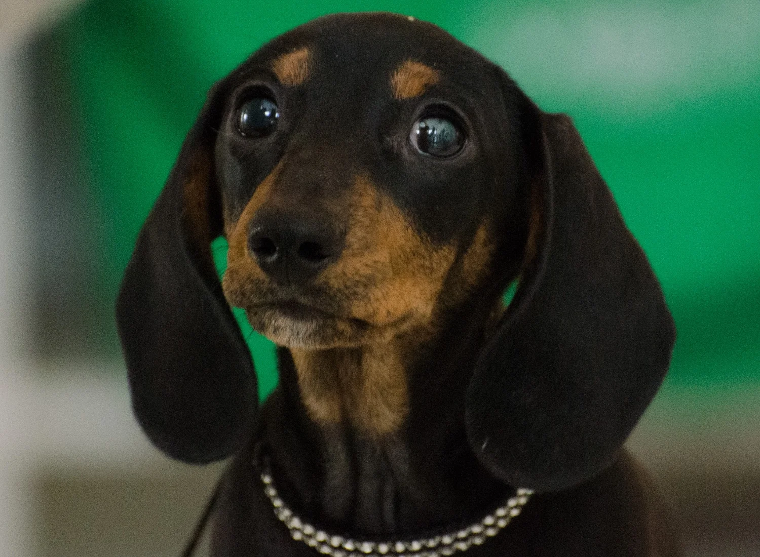Elle, a miniature smooth dachshund at 10 weeks