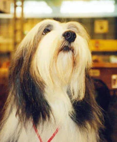 harry-at-crufts.jpg
