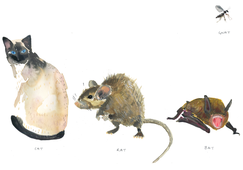 Small CAT RAT GNAT BAT landscape.png