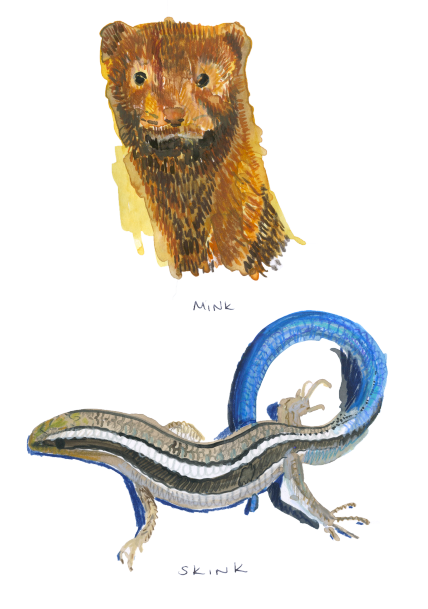 Small Skink Mink .png