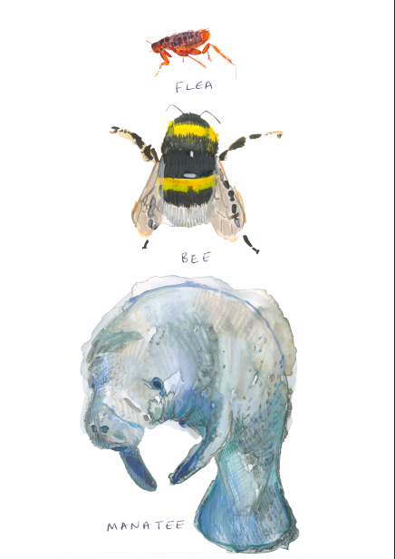 Small Bee manatee.png