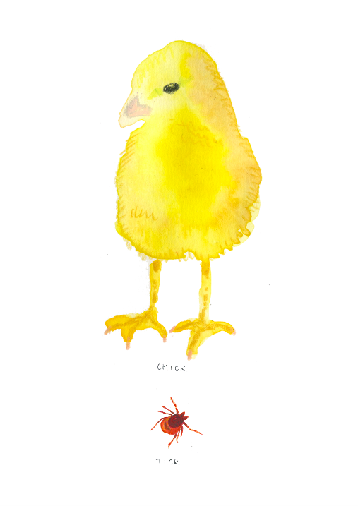 Small CHICK TICK.PNG
