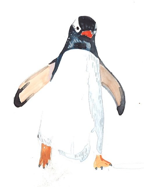 penguin.jpeg