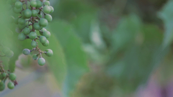 AnnabelEthan-gif1.gif