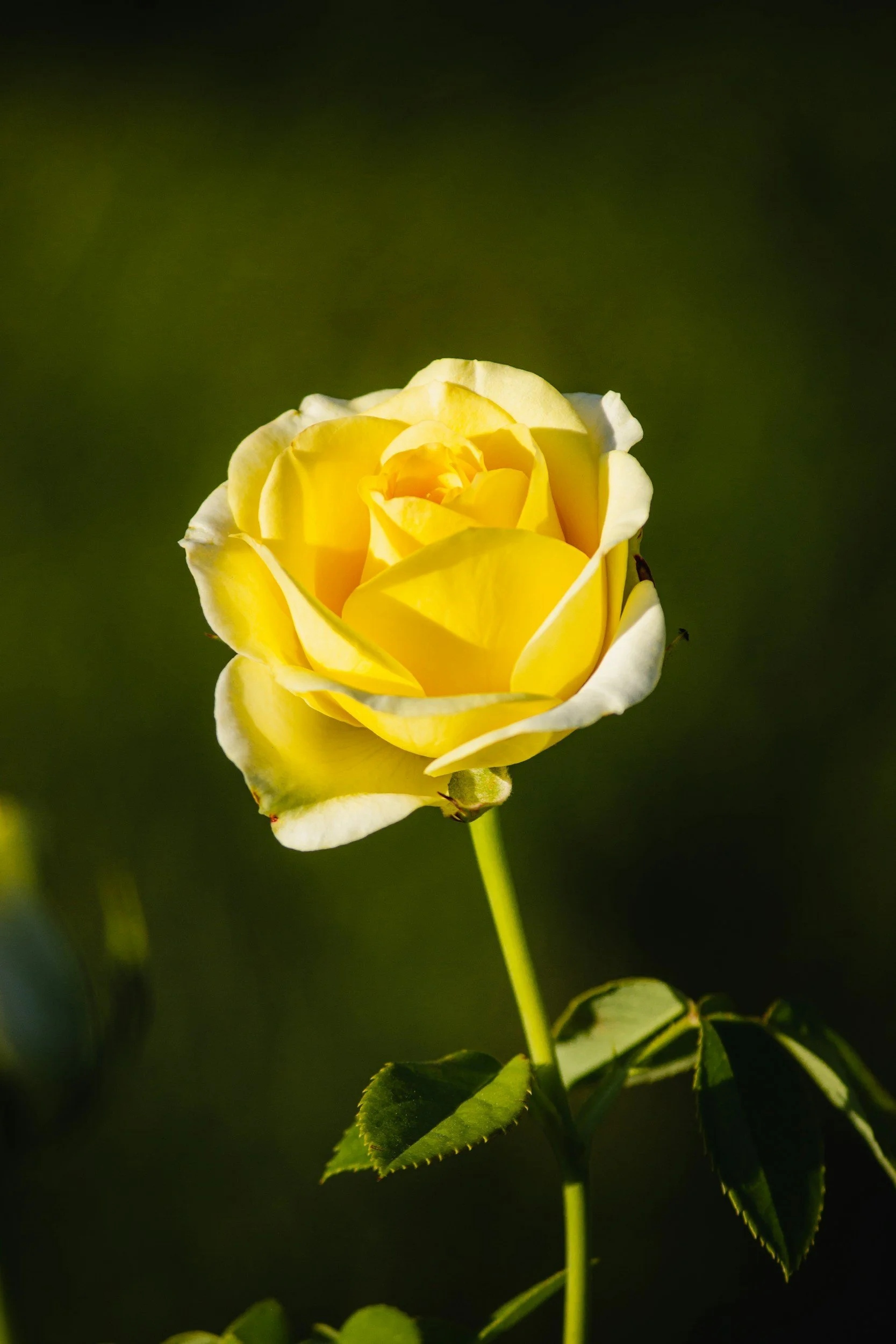 unsplash-image-gbn6JECqeUU.jpg
