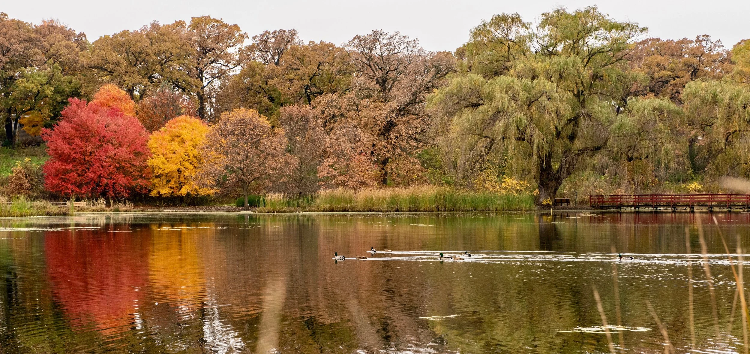 Fall scene Great lakes.jpeg