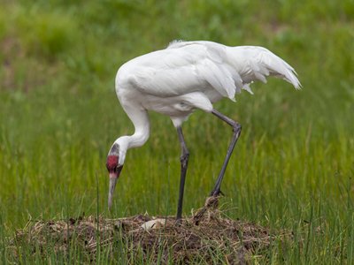 whooping_crane_nest_ted_thousand2_400-1-3.jpg