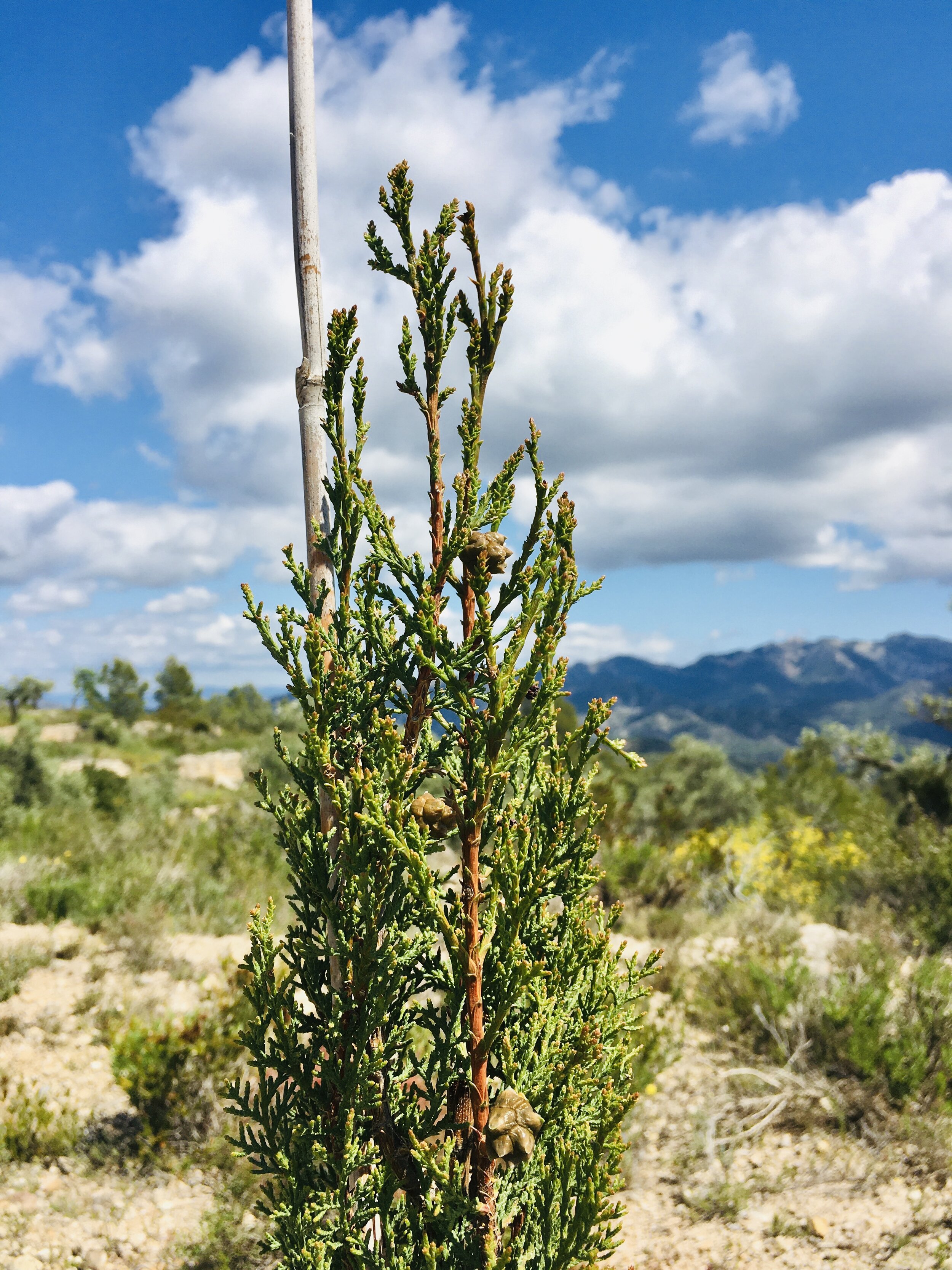 Mediterranean Cypress