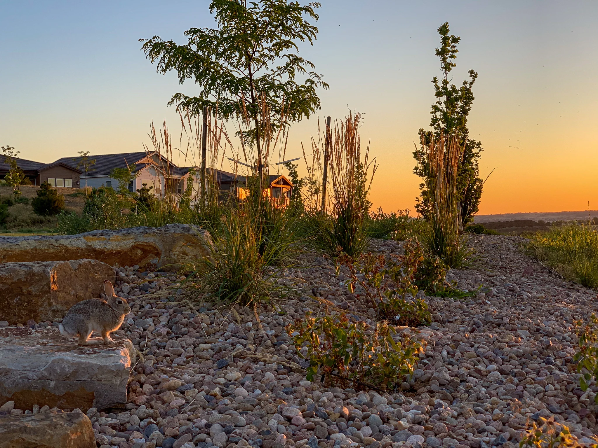 Butterfly Park // Stepping Stone // Parker,CO