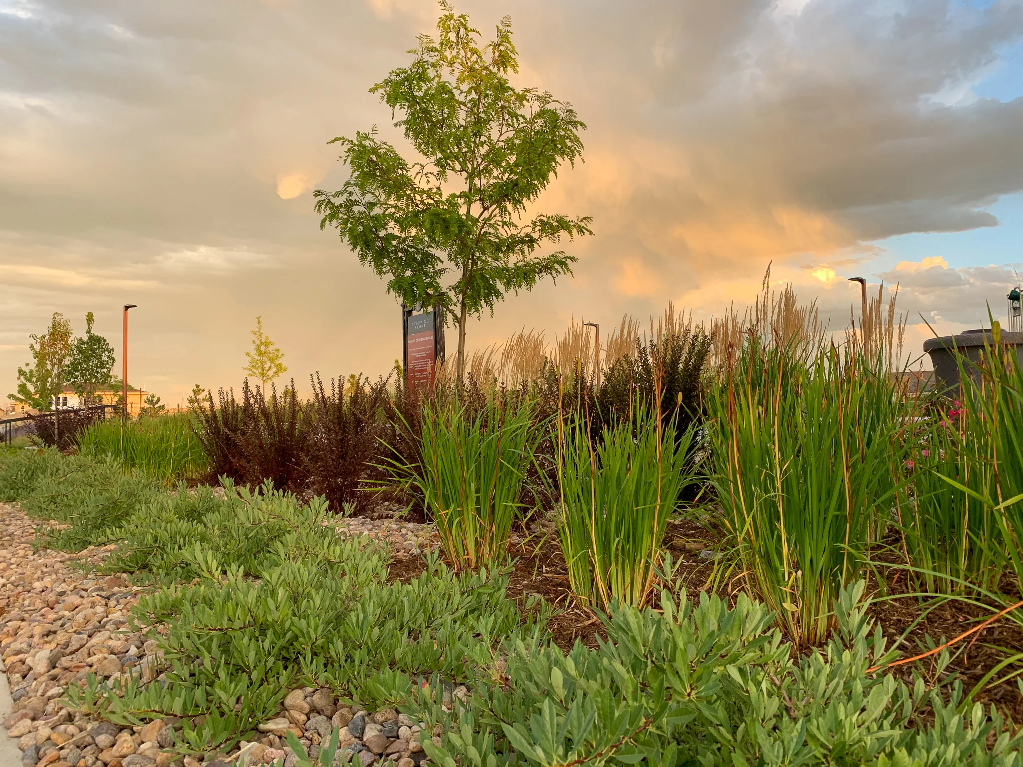 Four Square Park // Stepping Stone // Parker, CO