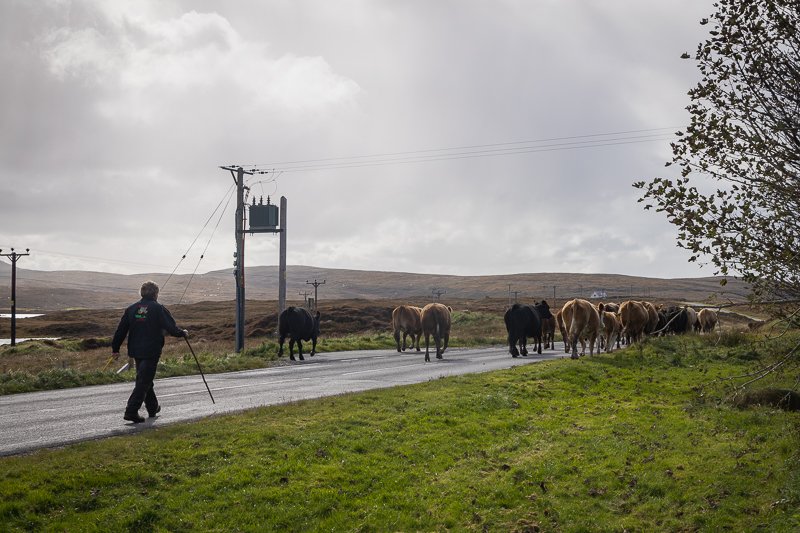 A beautiful scene of a man herding sheep on the Hebridean Way