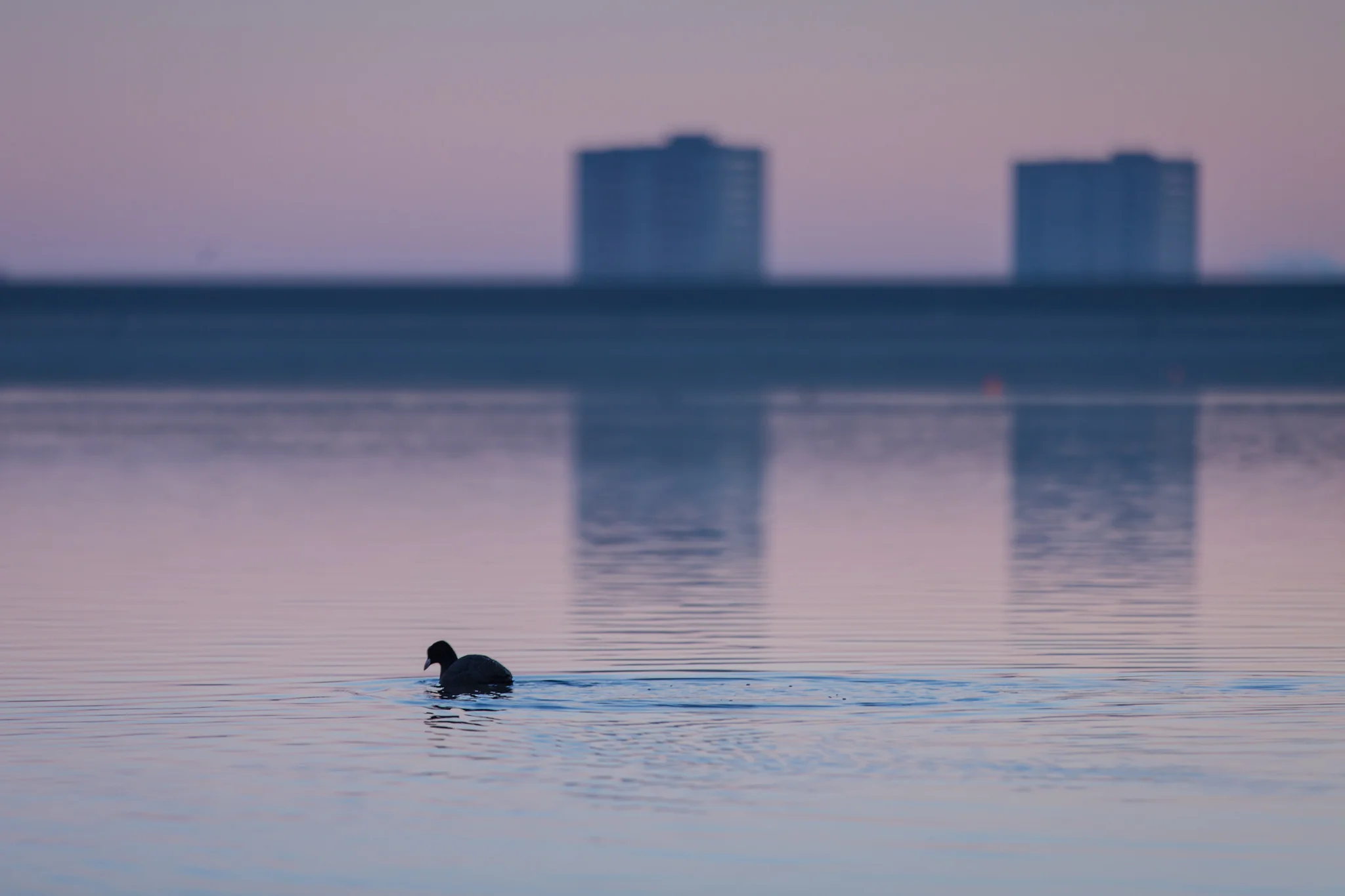 Edgbaston Reservoir at Sunrise, Birmingham 