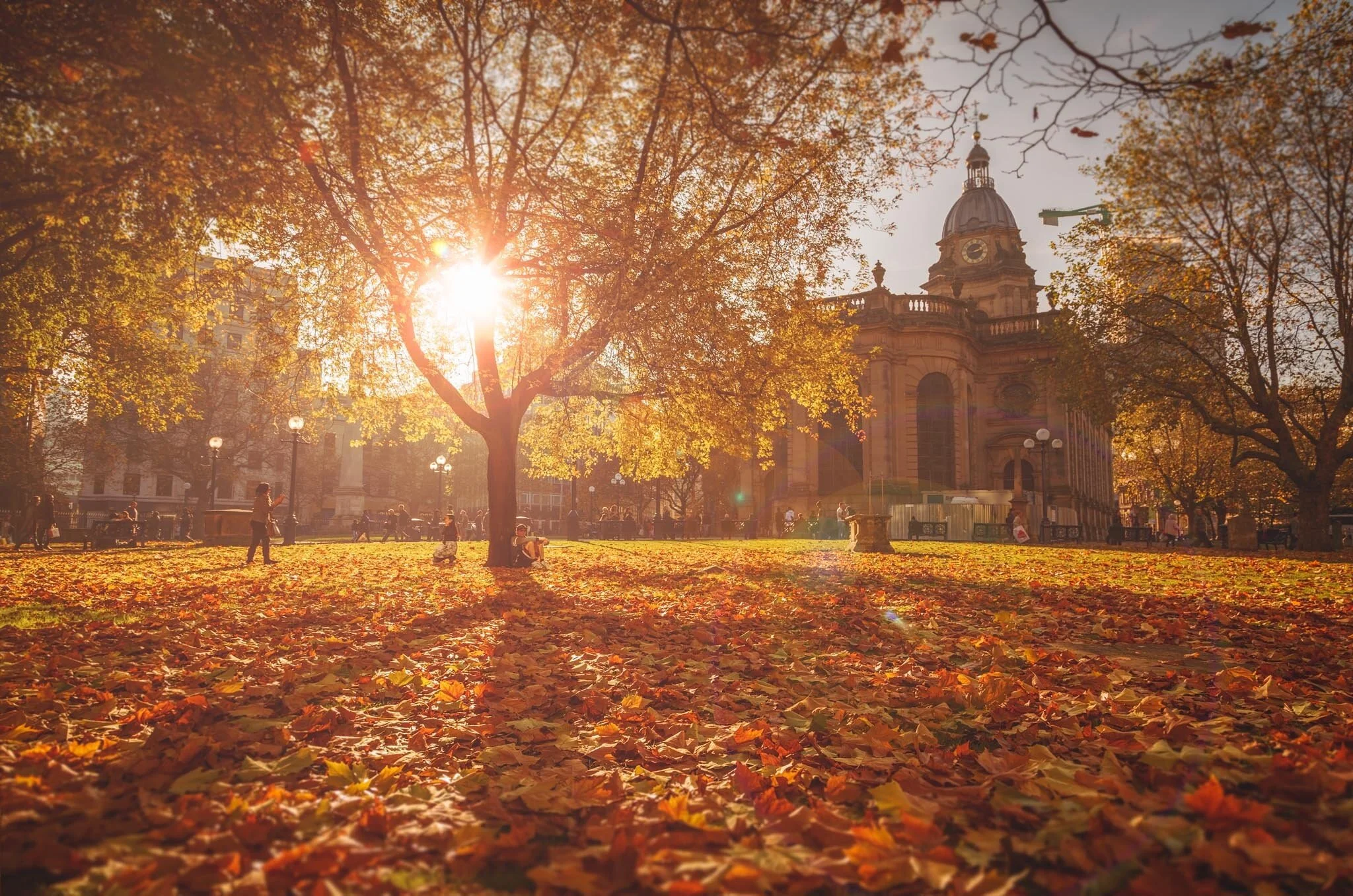 A scenic view of a tree at autumn and it is sunset
