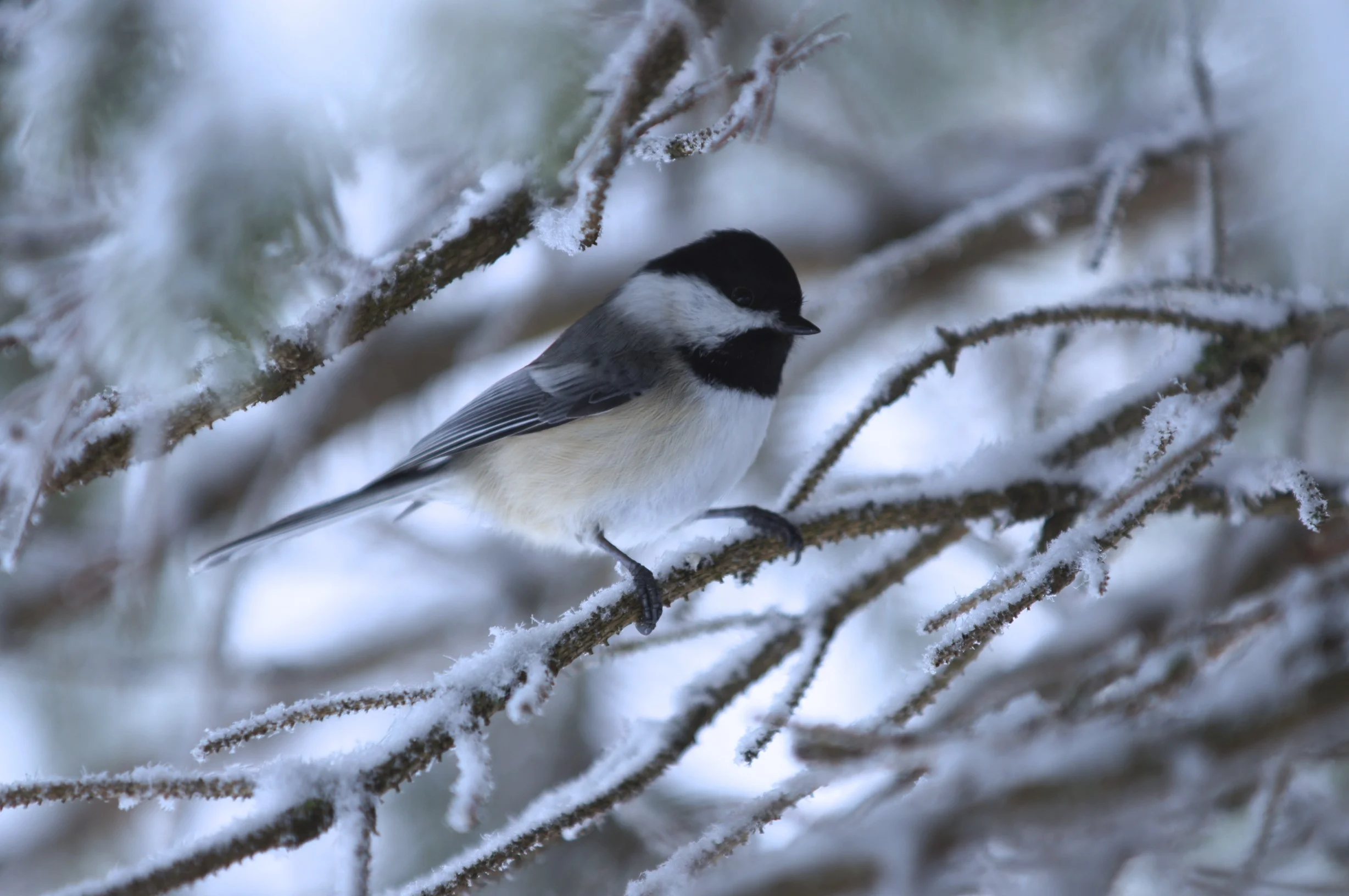 Winter Bird.