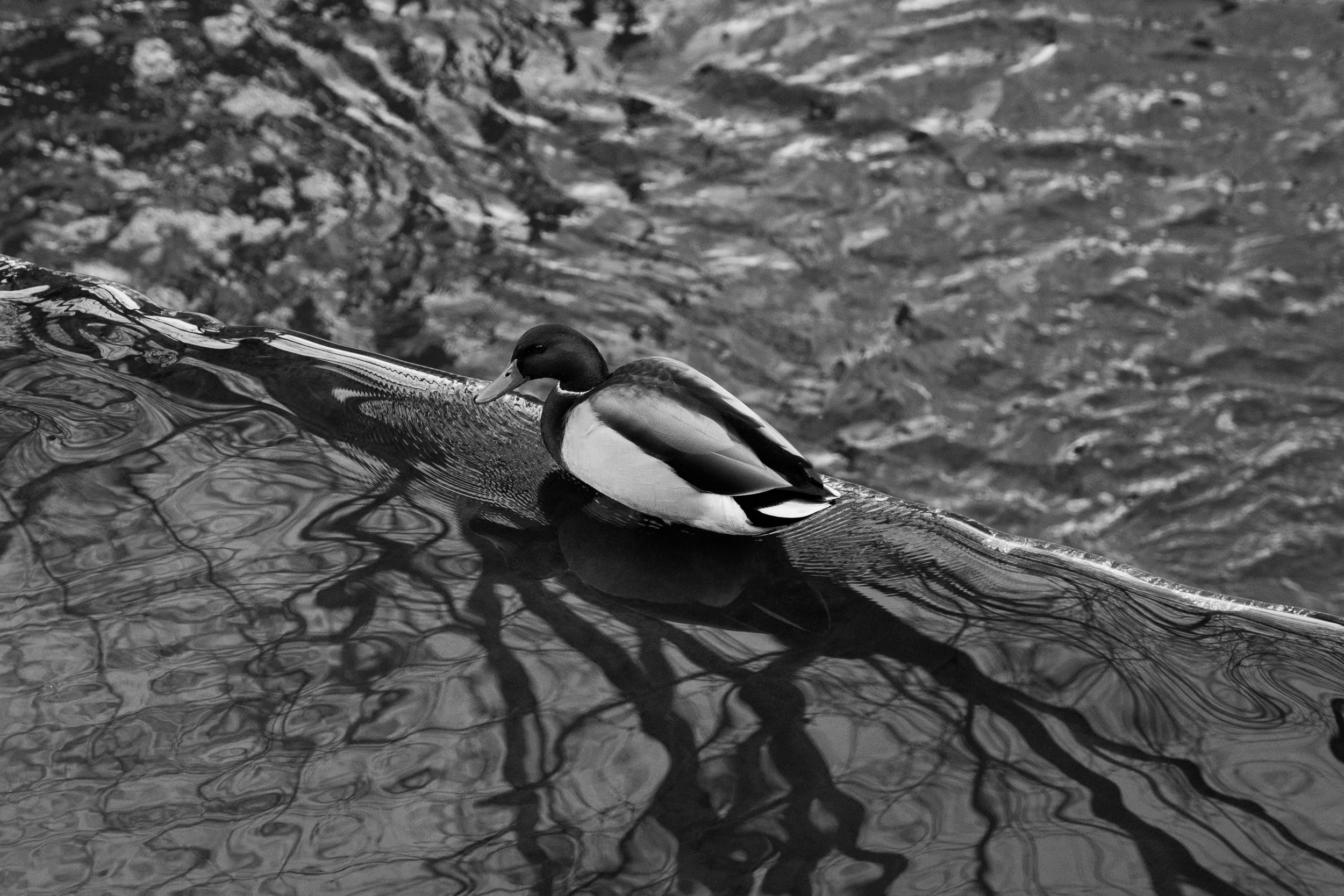 A Duck