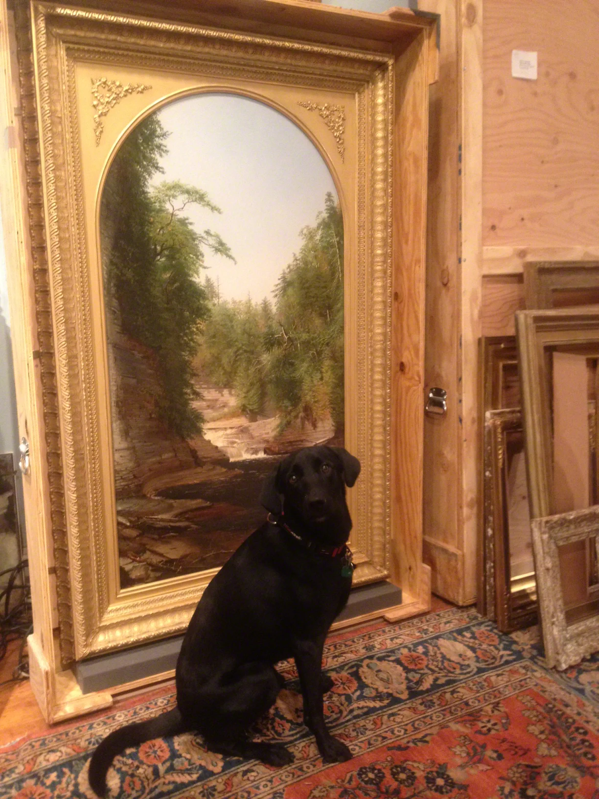 GILL LAGODICH MUNSON WILLIAMS HICKS dog with a view.jpg