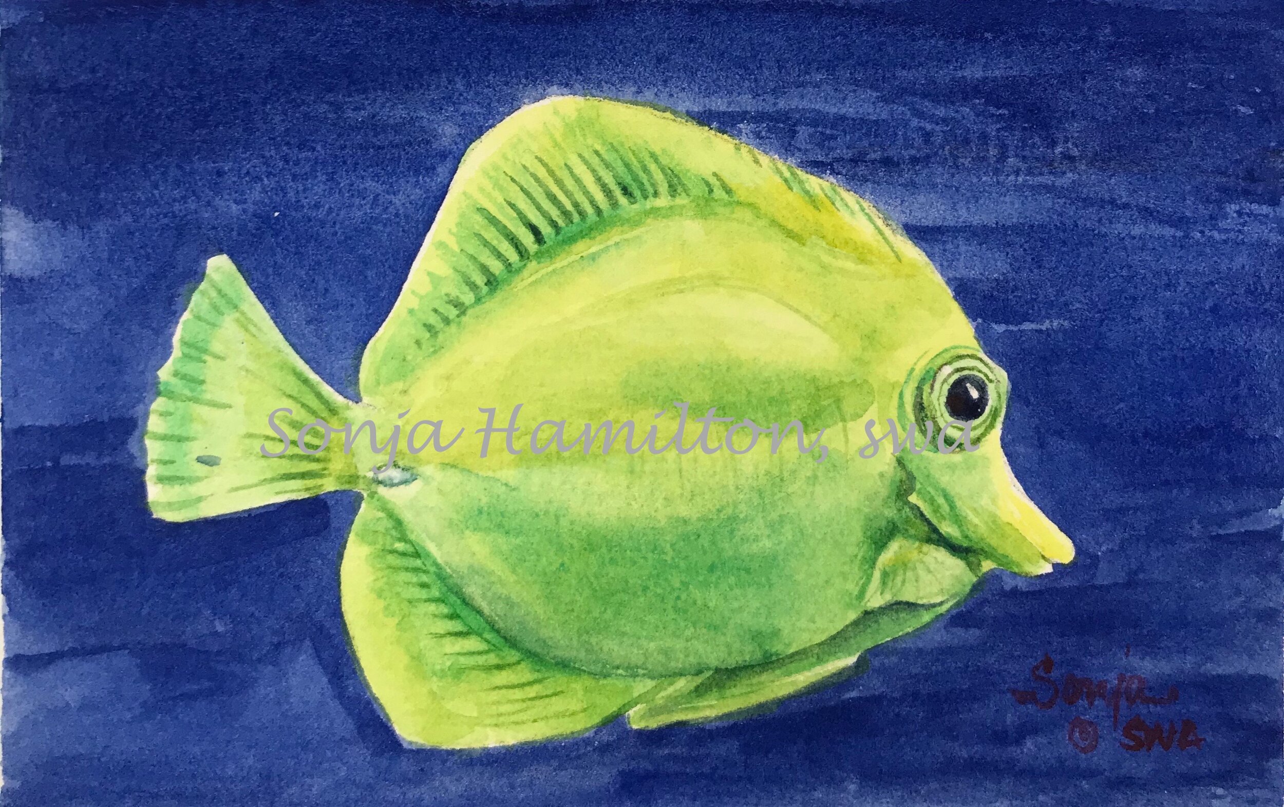 Green Oscar Fish.jpg
