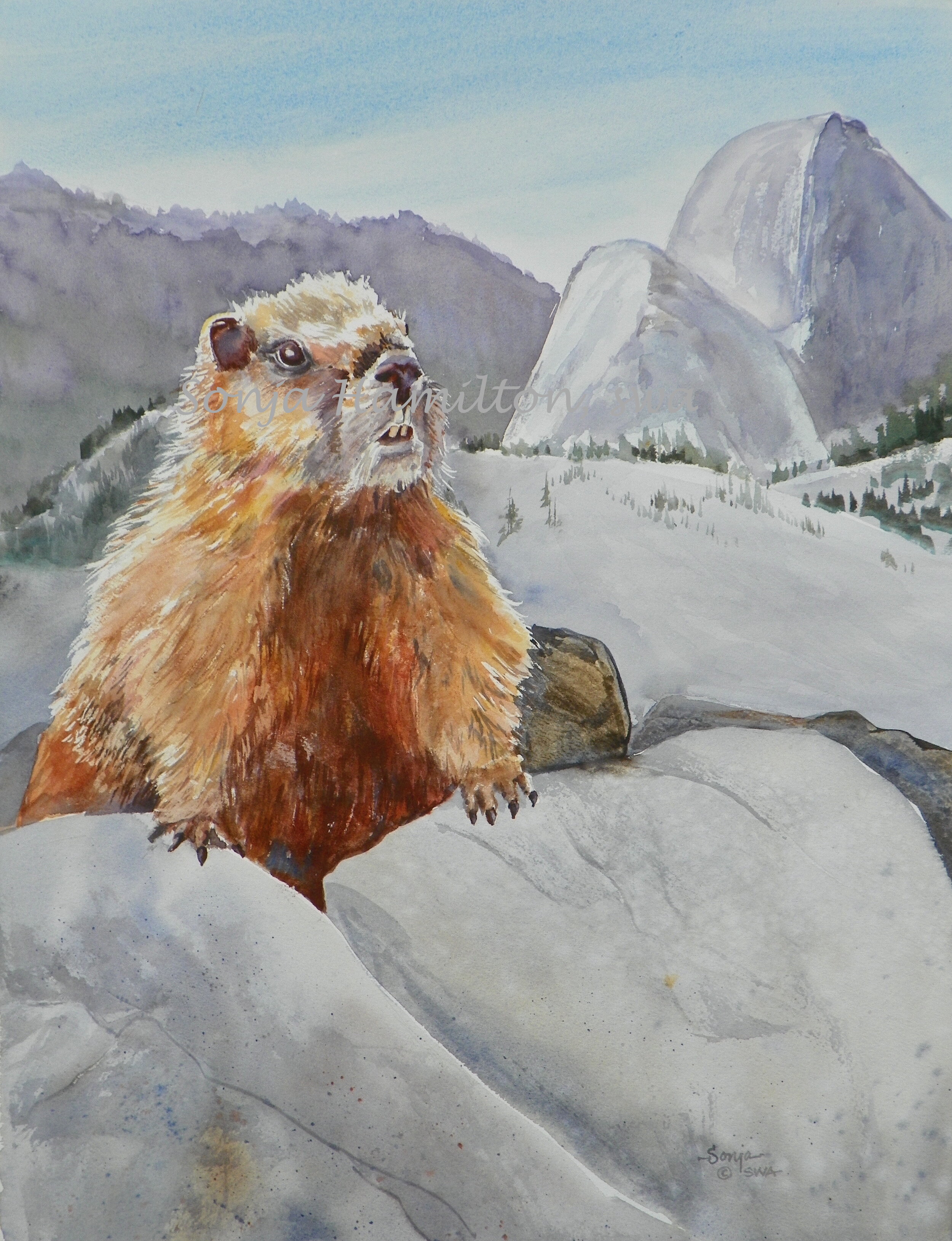 Yellow Marmot.jpg