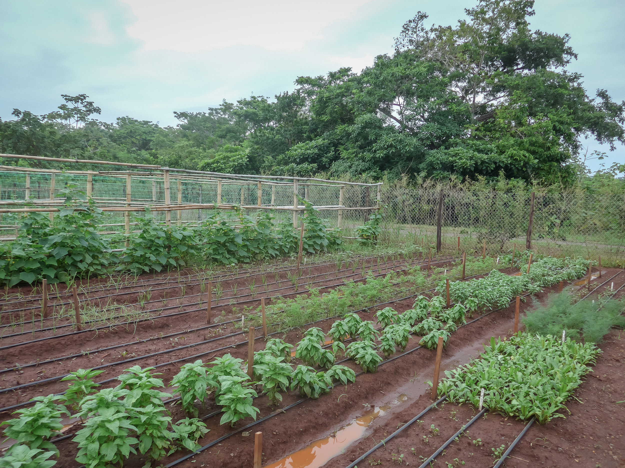 Market Garden-1.jpg