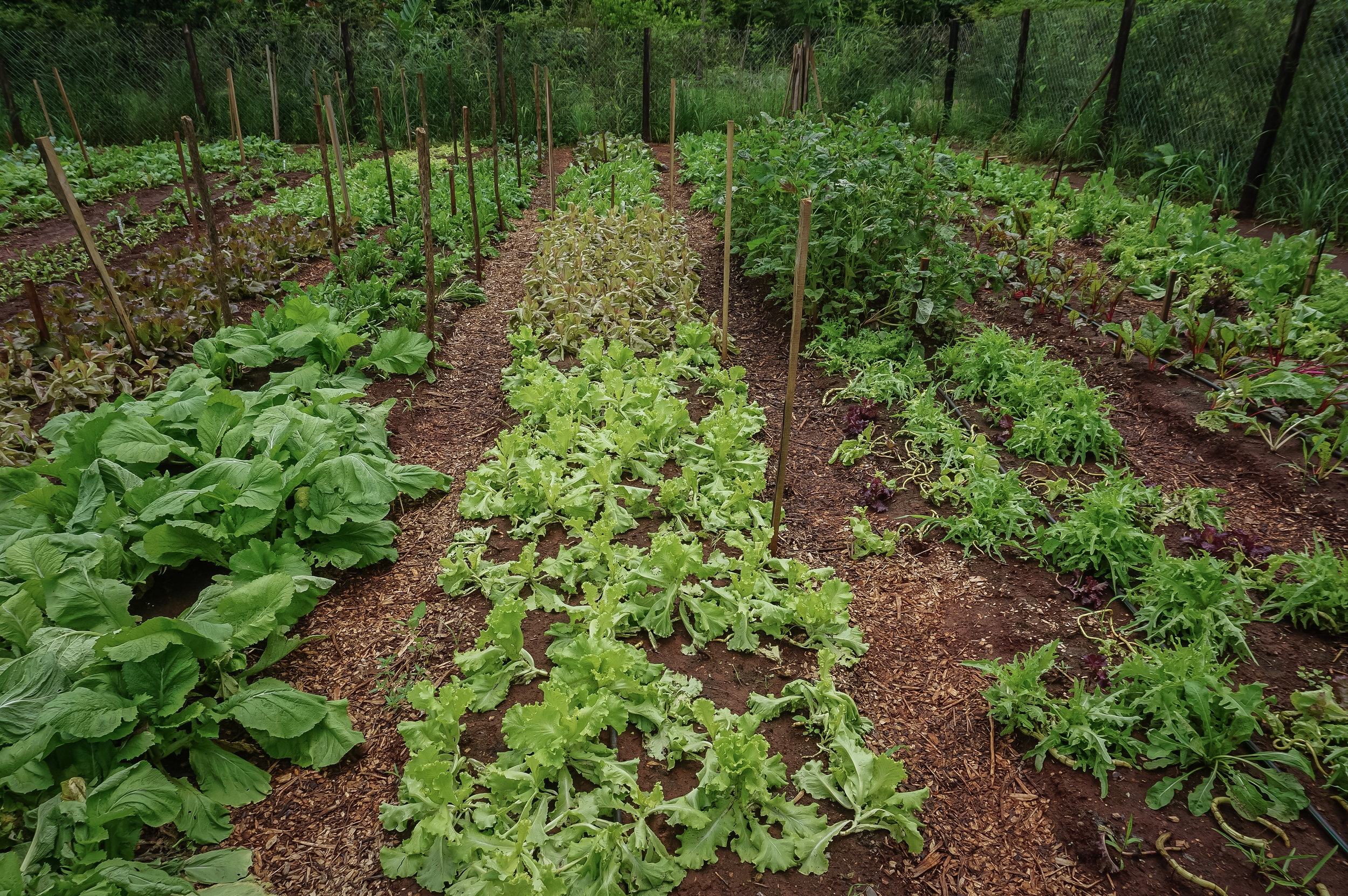 Market Garden-10.jpg