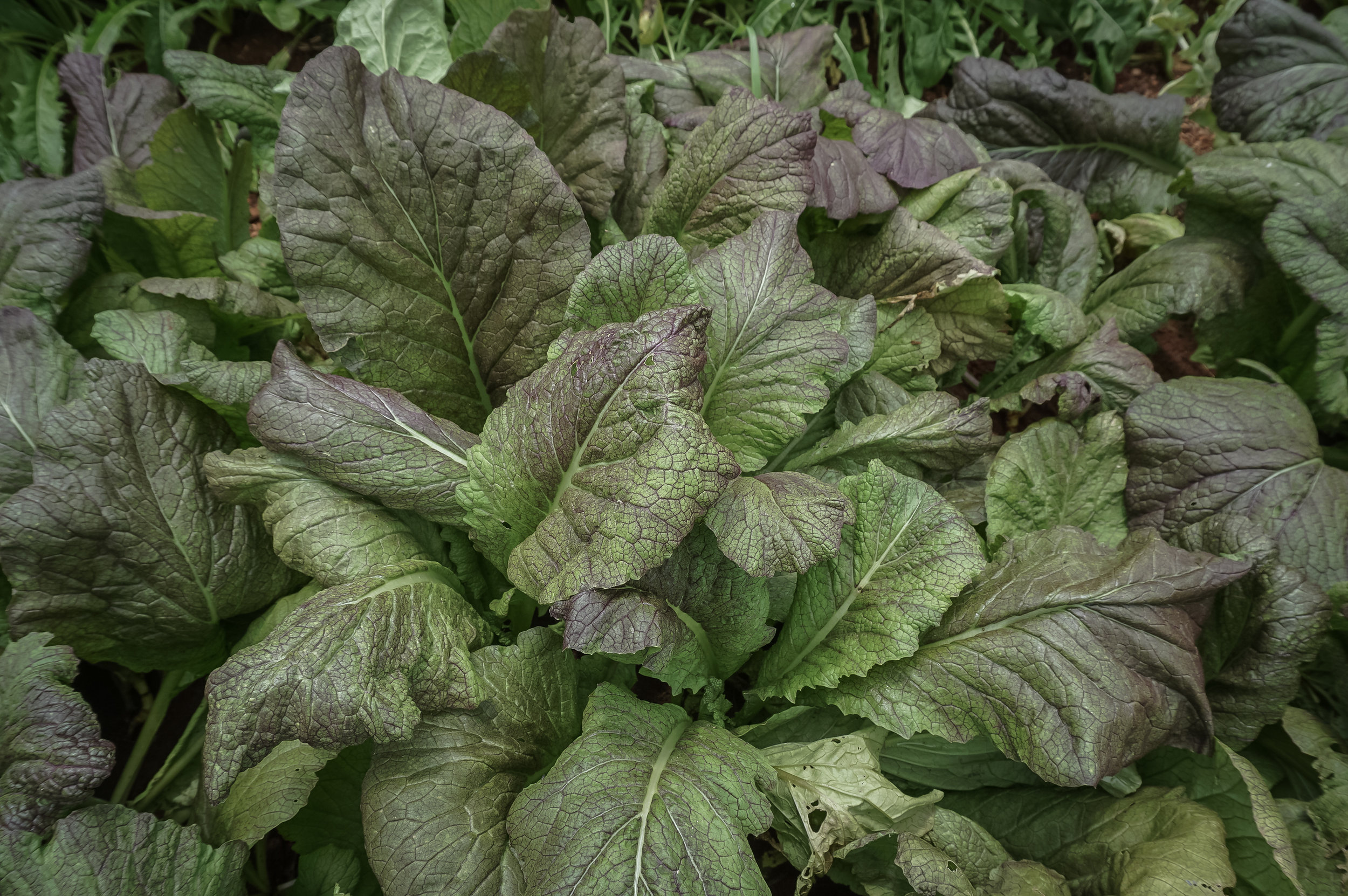 Market Garden-15.jpg