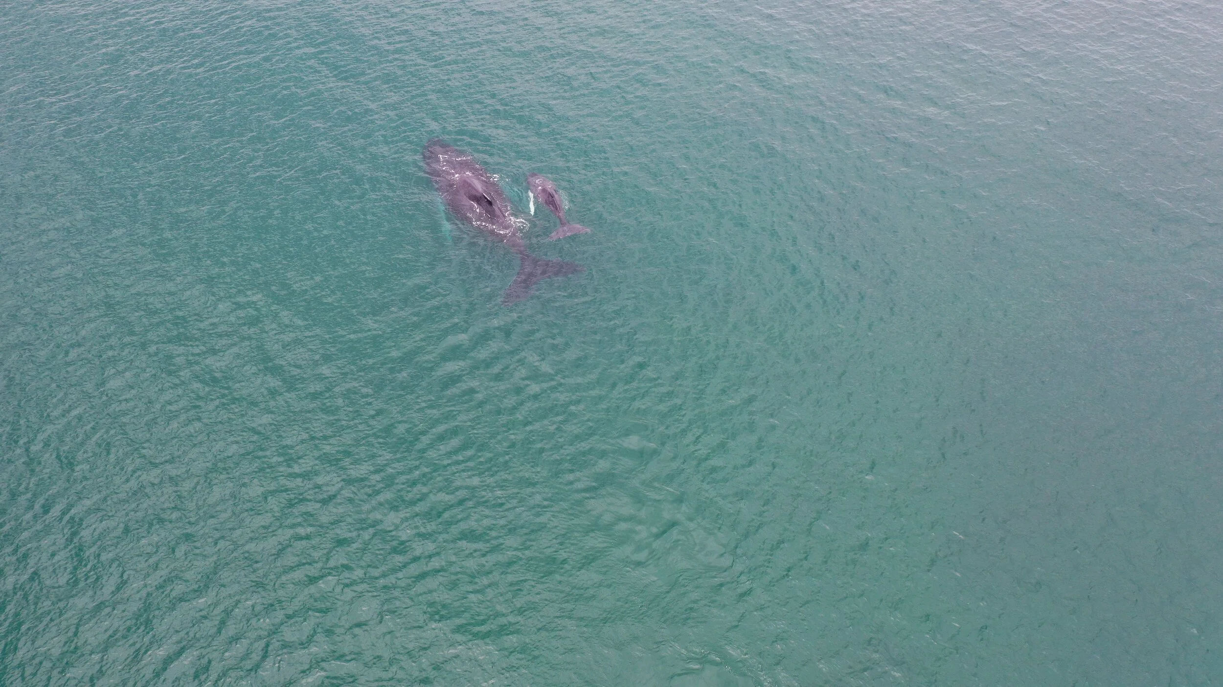 DJI_0252.JPG