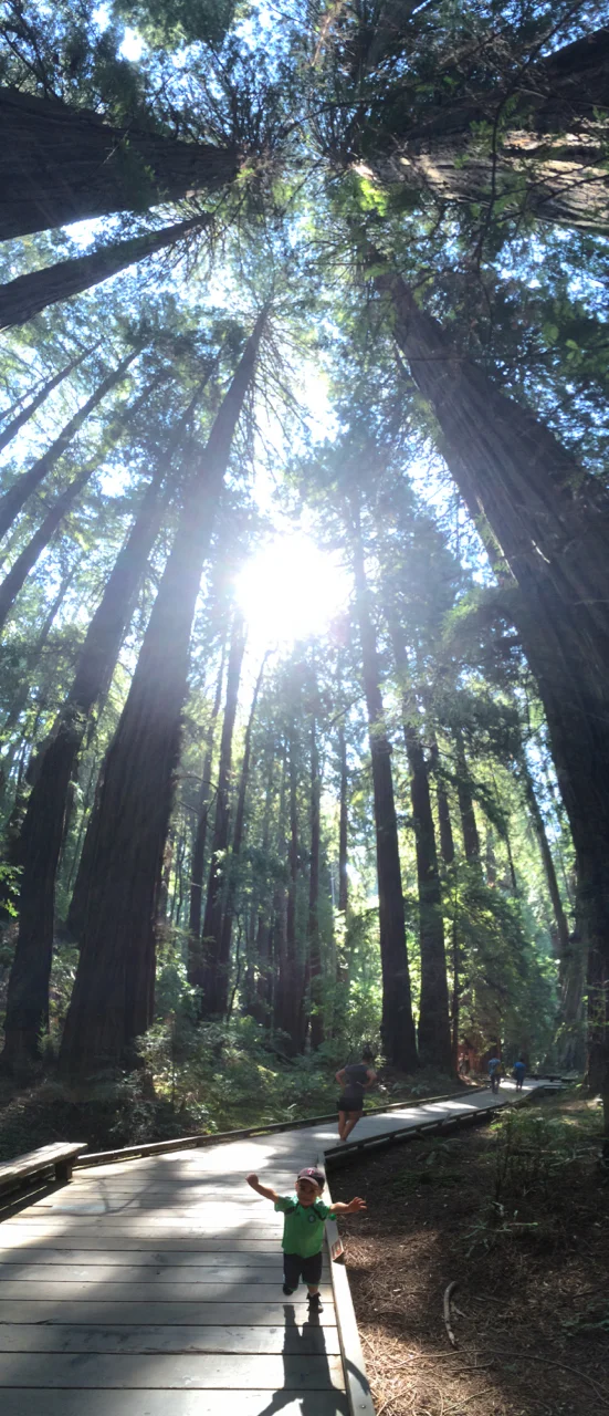 Redwoods | September | Muir Woods/Mill Valley, CA