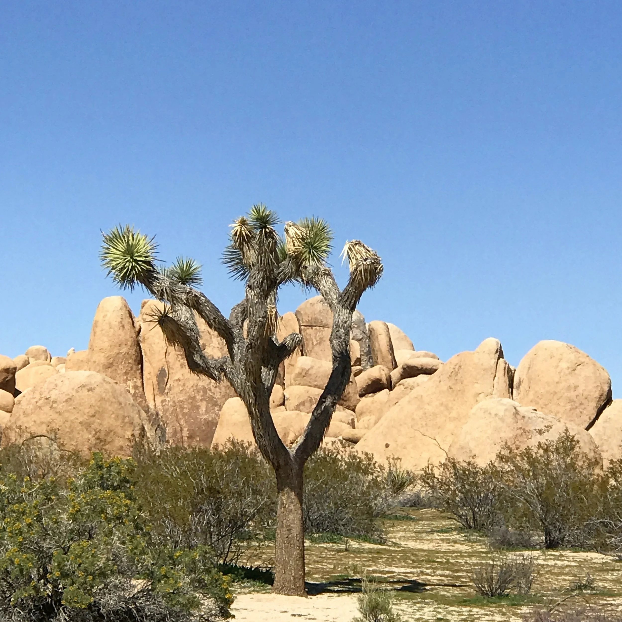 Joshua Tree National Park | Joshua Tree, California