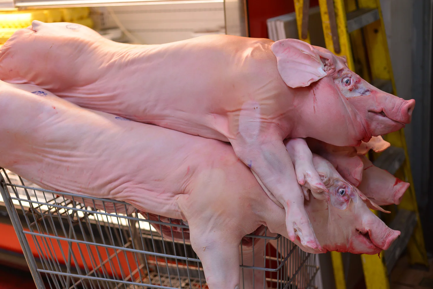 38. Pigs at Market, Bejing, China.jpg