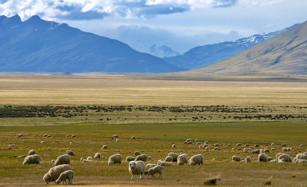 Sheep in Patagonia.jpg