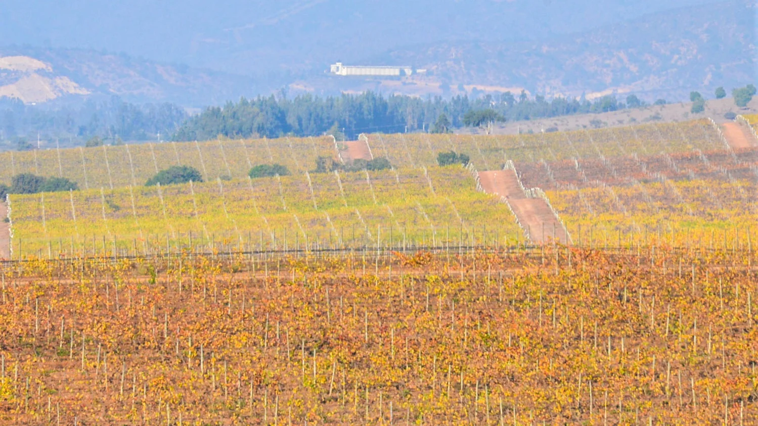 Fields+-+Kingston+Family+Vinyards+KFC+images+%2810+of+10%29.jpg