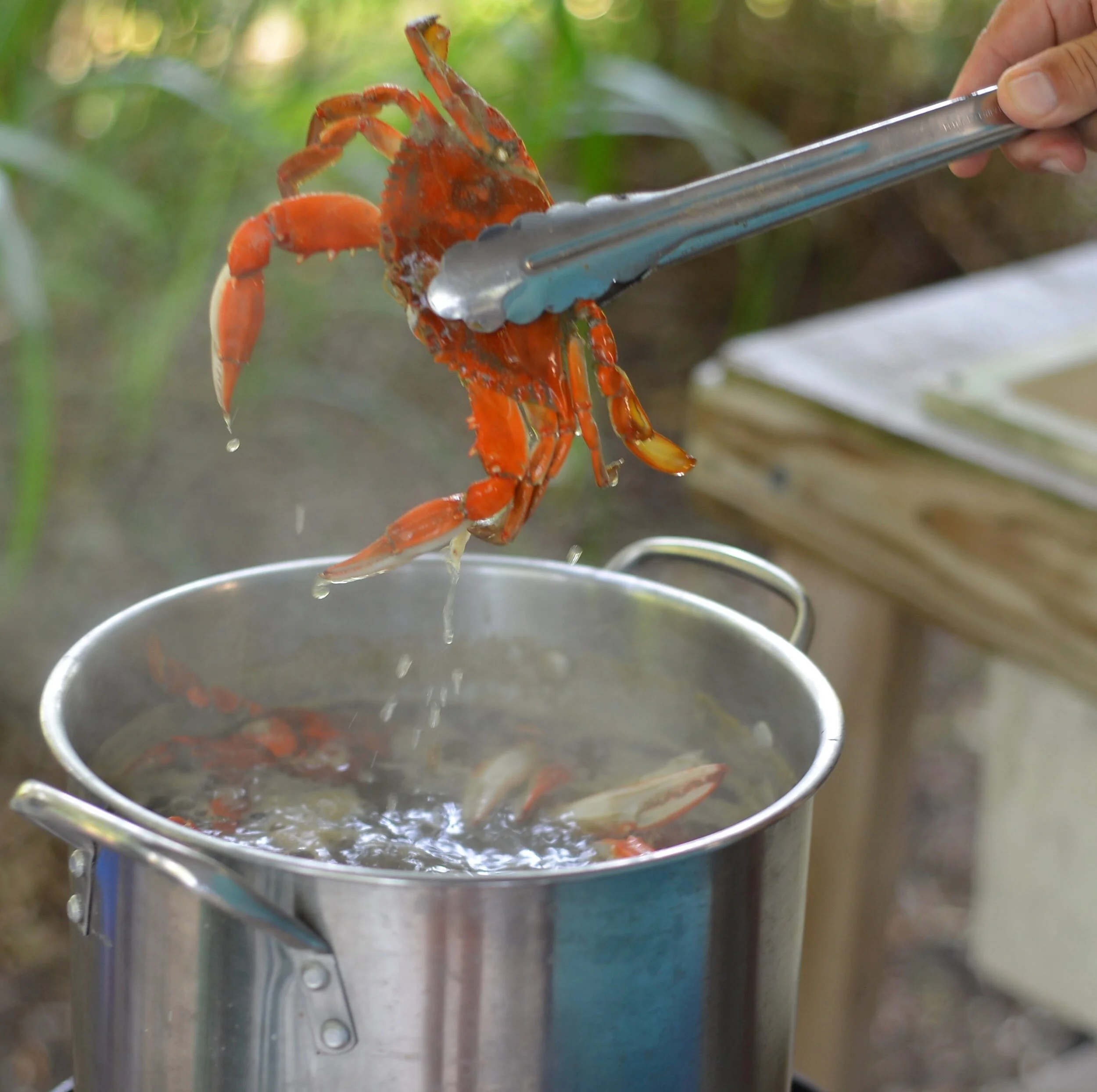 Of Crabs, Kids and Never Growing Too Old.
