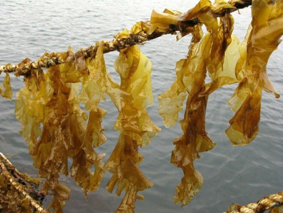 Kelp on rope.jpeg